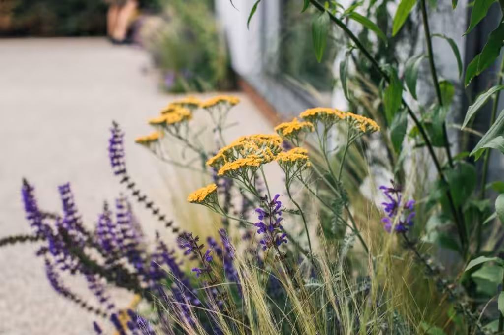 Artisan Landscapes Bristol purple and yellow flowers