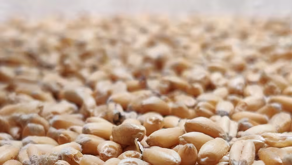 Just a pic of peanuts for this article on professional copywriters