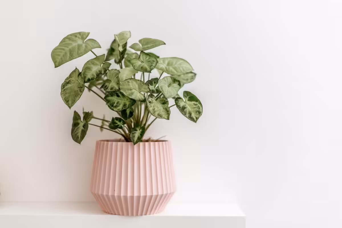 A variegated plant in a pink, ribbed plant pot, on a white shelf in front of a white background.