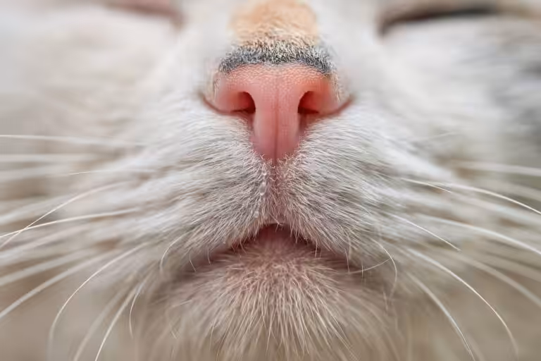 Close up of a cats nose and mouth