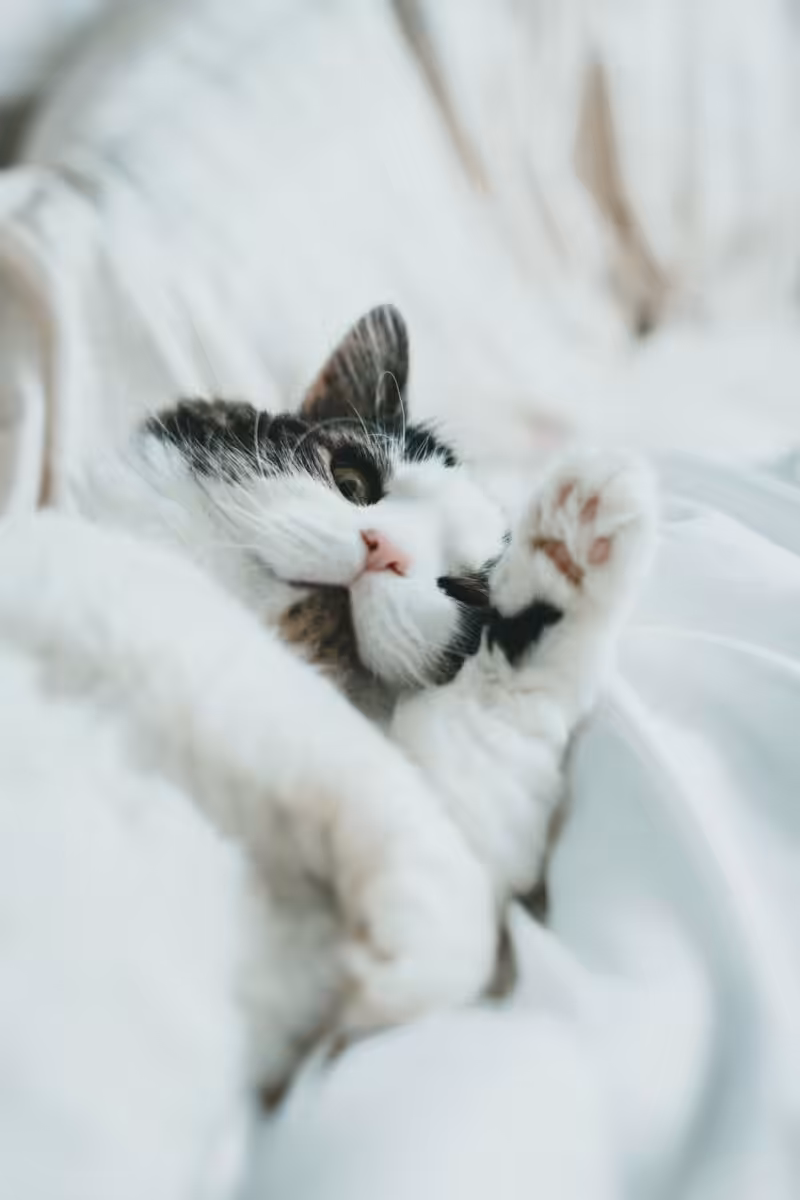 A cosy cat 