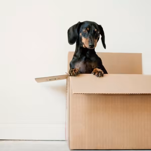 Sausage dog peeking out of a cardboard box