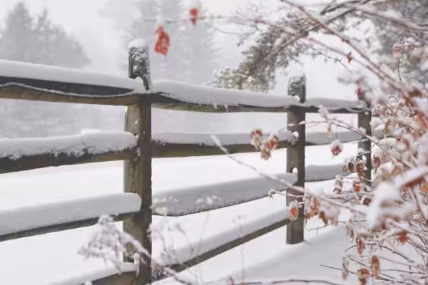 Snow on a fence with wintery branches